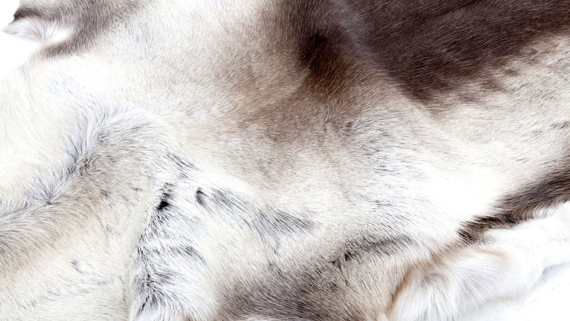 Reindeer hide from Finland | Care instructions to be given